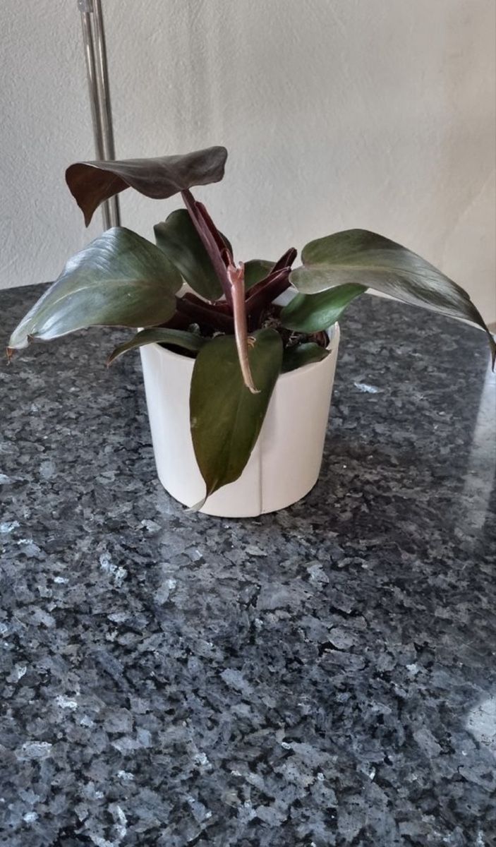 Plantes & graines: Philodendron Erubescens – D'occasion à Menziken par sense83