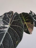 Alocasia black velvet Pink 1 bulbe XL💕🌱