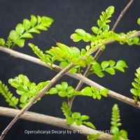 Operculicarya Decaryi - seltene Caudexpflanze aus Madagaskar