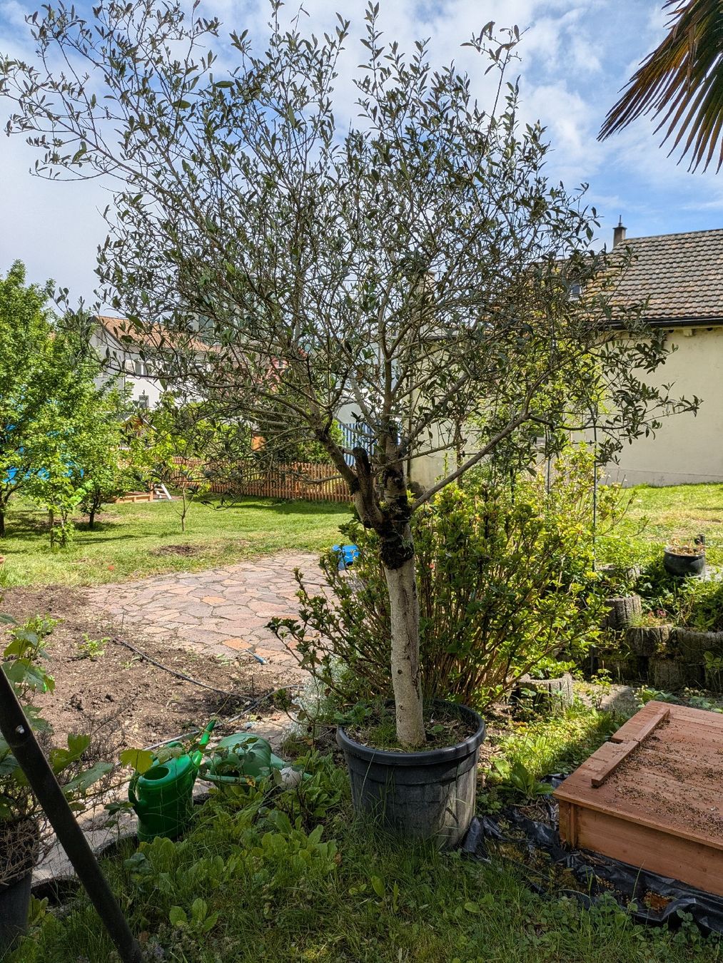 Olivenbaum (Gebraucht) in Trimbach fr CHF 150  nur Abholung auf Ricardo  kaufen