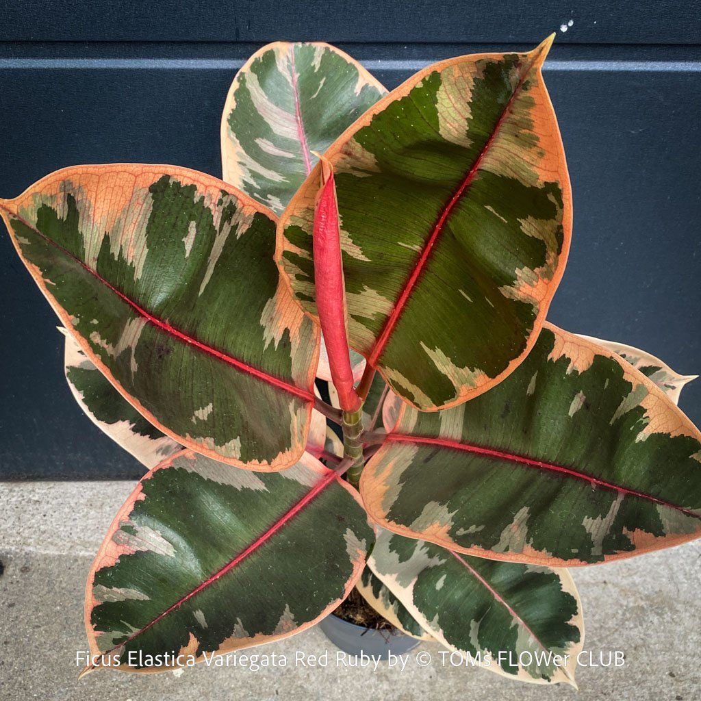 Piante & sementi: Ficus Elastica Variegata Red Ruby - ein absoluter Blickfang – Nuovo e nell'imballaggio originale da Adliswil venduto da asTOMas963 3