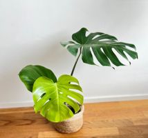 Monstera Deliciosa🤩