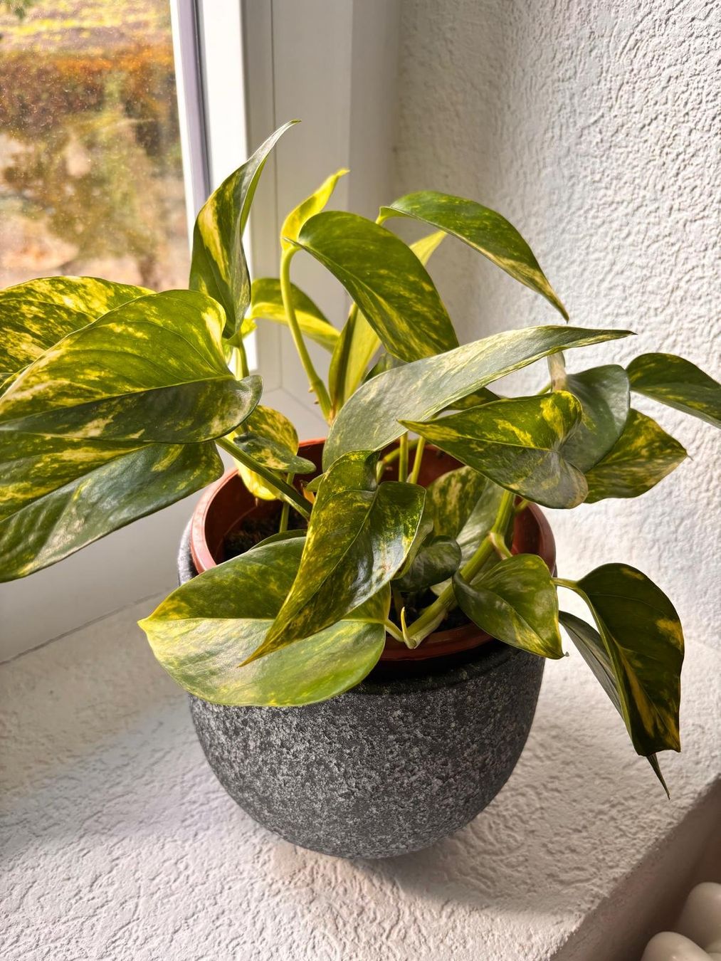 Pothos avec cache-pot design effet pierre texturé (Gebraucht) in ...
