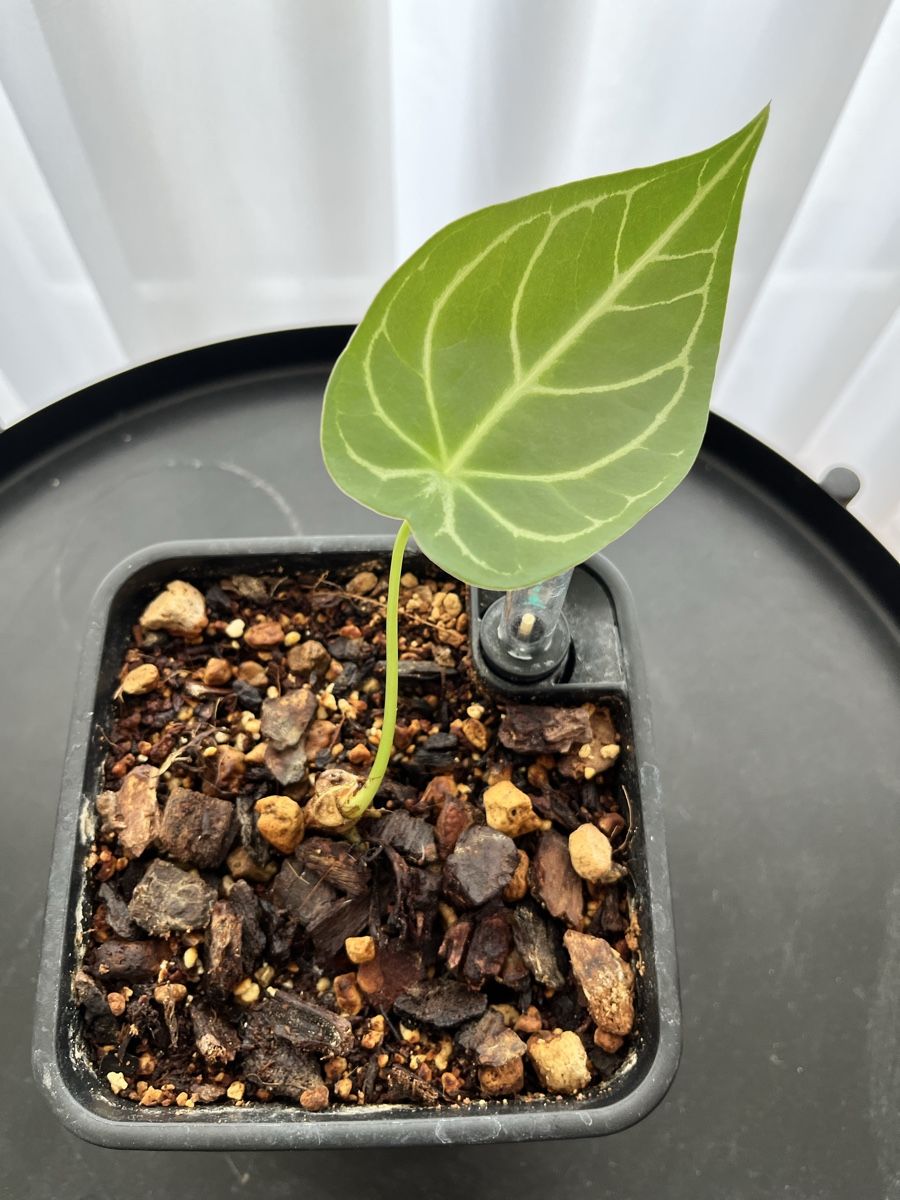 Piante & sementi: Anthurium Magnificum x besseae – Usato da Uster venduto da ke114