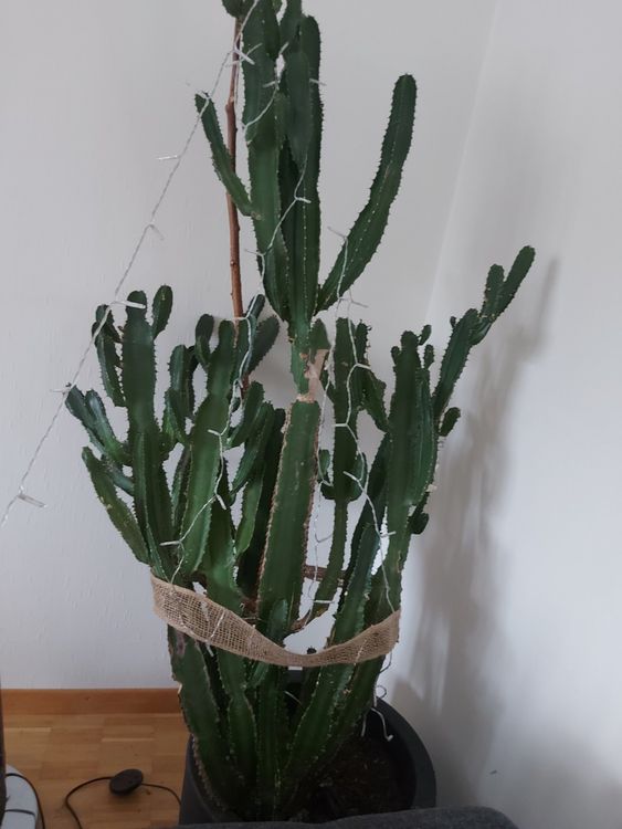 Grosser Kaktus  Kaufen auf Ricardo