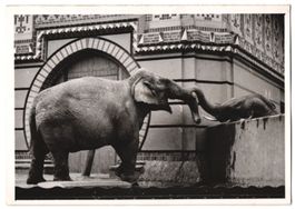 Fotografie Berlin, Zoologischer Garten, 