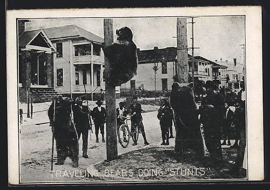 Cartoline postali: Traveling Bears doing Stunts, Tanzbär k – Usato da Berlin venduto da bartko-reher