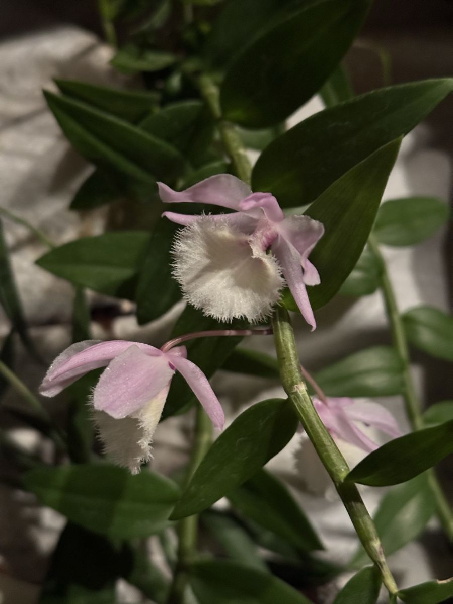 Piante & sementi: Dendrobium ‚Bohemian Rapsody‘ – Usato da Männedorf venduto da mrclst