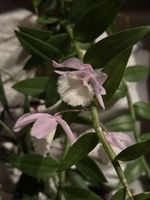 Dendrobium ‚Bohemian Rapsody‘