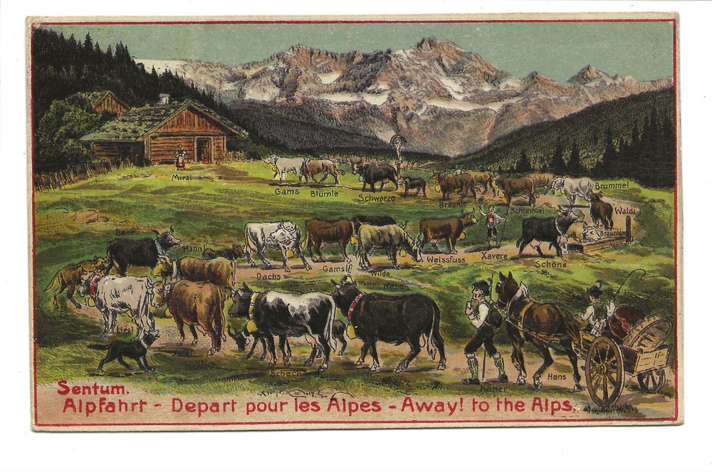 Sentum - Alpfahrt - Kühe - Lediwagen - Präge-Litho um 1910 (Gebraucht ...
