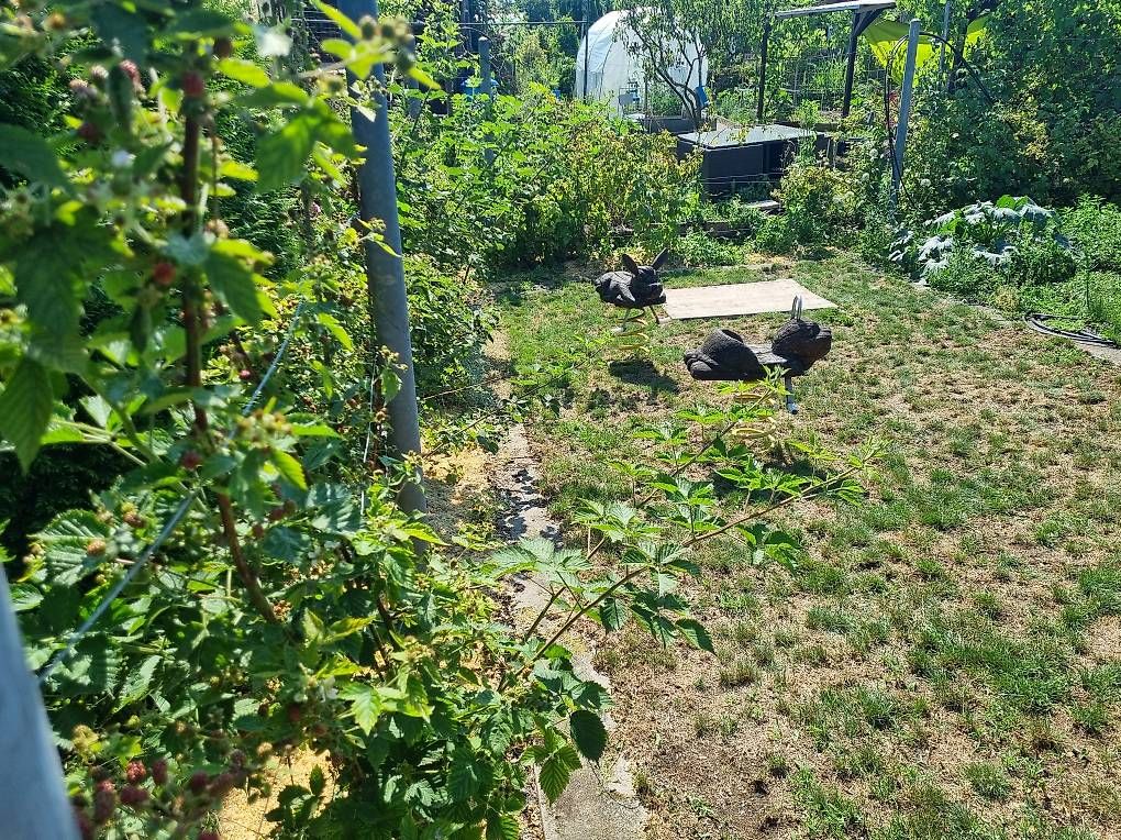 Cabanes de jardin & serres: Schrebergarten  – D'occasion à Wetzikon ZH par Paulo_1243 2