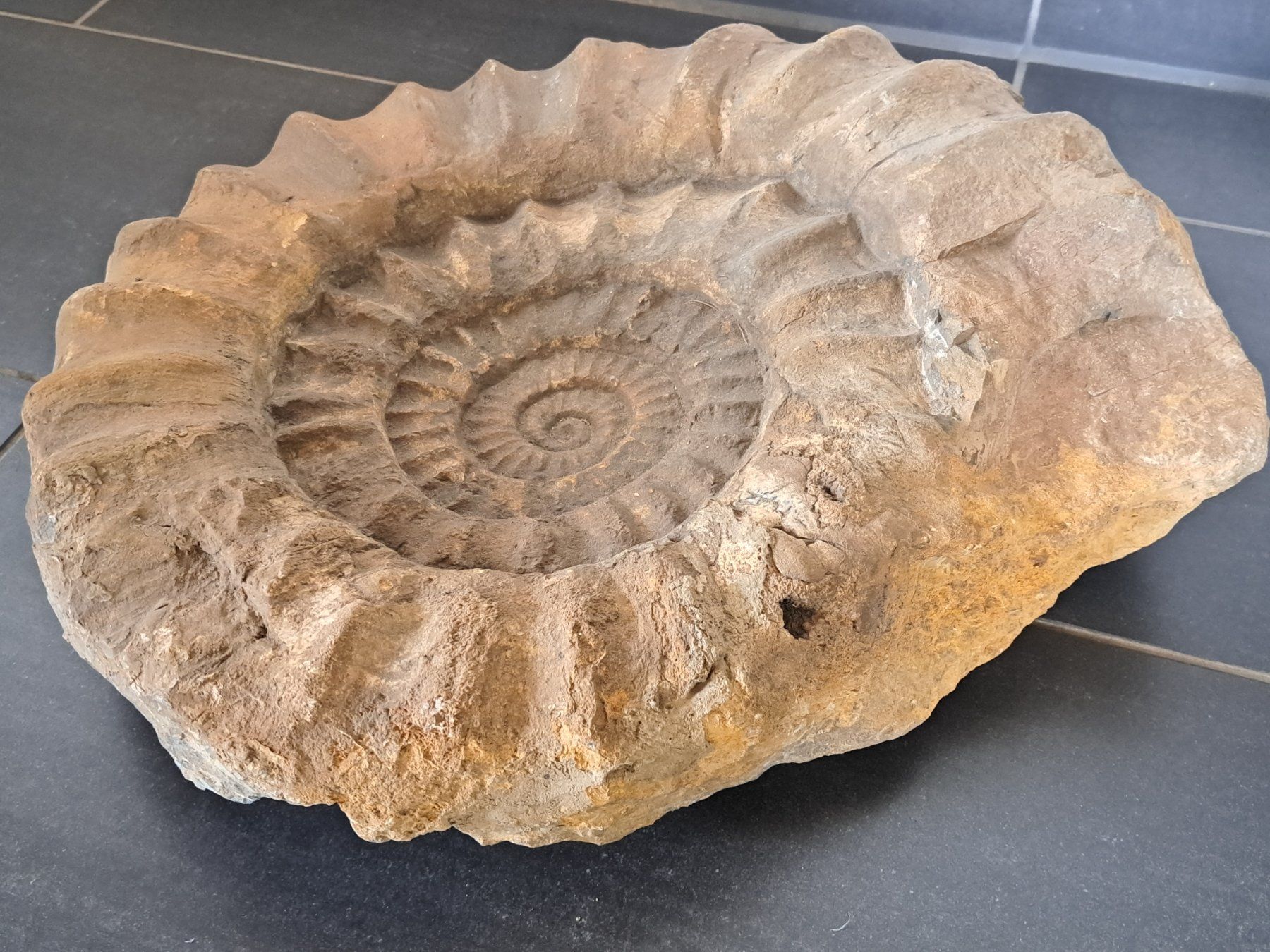 Fossili: Riesiger Ammonit - 28.9 kg – Usato da Wichtrach venduto da LuckyLuke69 5