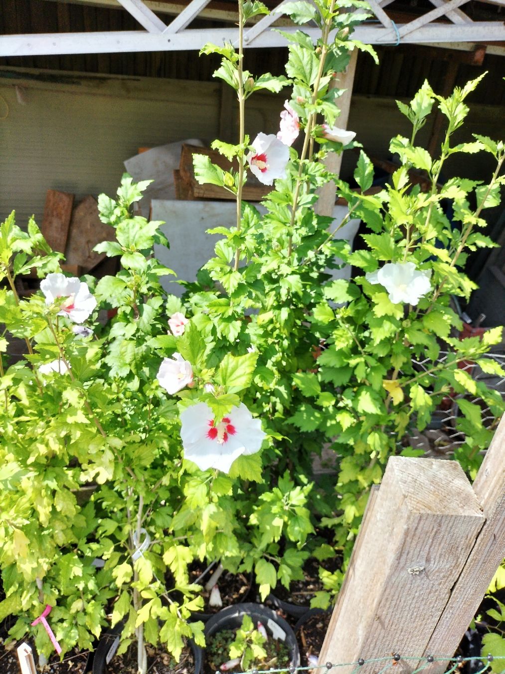 Piante & sementi: Hibiskus Winterhart – Usato da Attelwil venduto da Schneider76 1