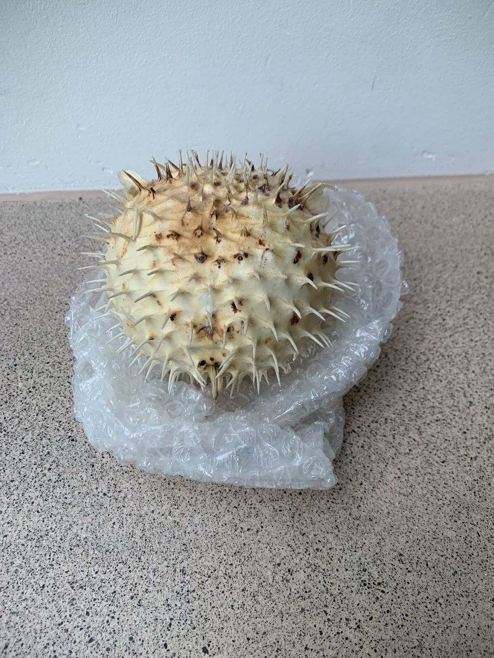Il mondo degli animali: Fugu Kugelfisch ca. 12 cm Durchmesser – Usato da Edlibach venduto da second_hand 1