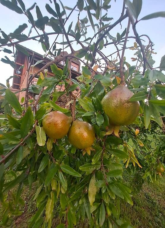 Pflanzen & Samen: Granatapfelbaum – Gebraucht aus Madiswil von Oleander2 1