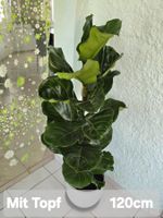 Geigenfeige „Bambino“ (Ficus lyrata) mit Topf