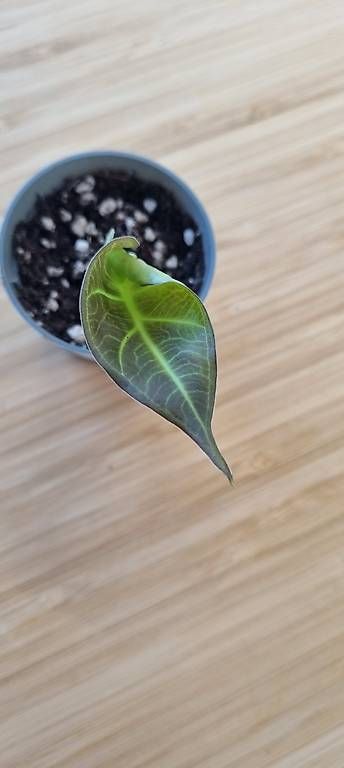 Piante & sementi: Alocasia Regal Shield baby 5 – Usato da Wallenwil venduto da LadyLeaf_Ellis1 1