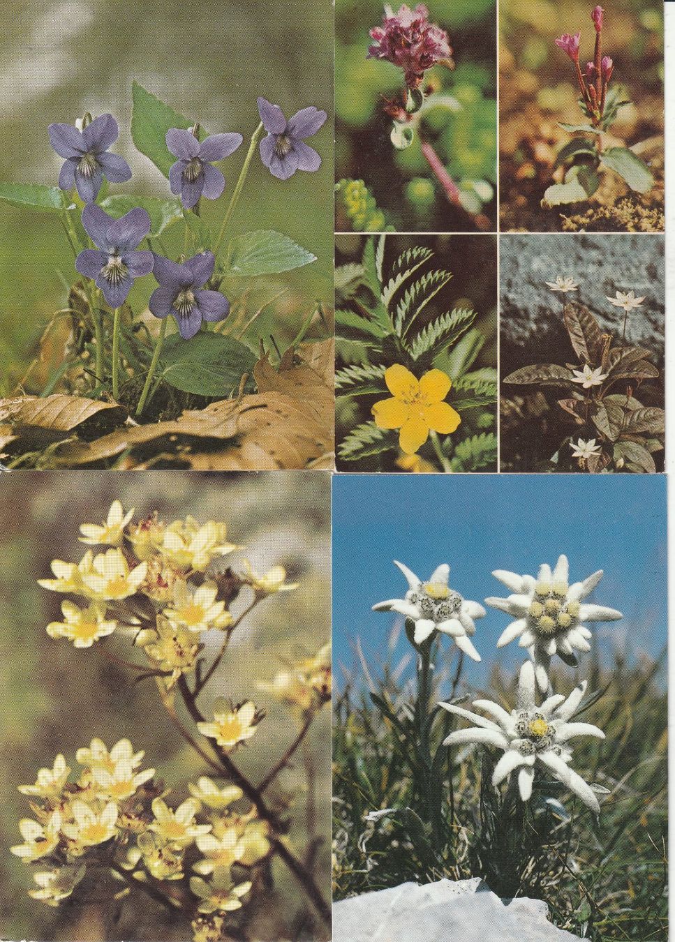 Cartes postales: 40 Schöne Blumenkarten – D'occasion à Lumbrein par made02 5