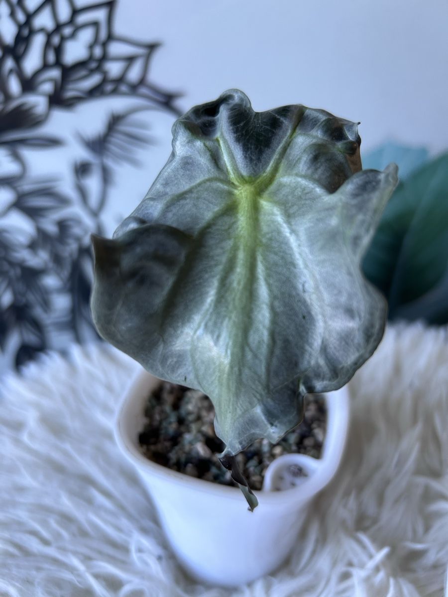 Piante & sementi: Alocasia Venom – Nuovo (secondo la descrizione) da Scherzingen venduto da Elefantenohr.ch