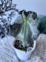 Alocasia Venom
