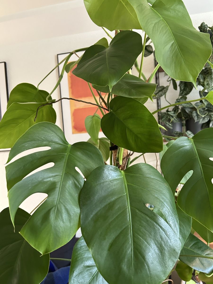 Plantes & graines: Monstera Deliciosa kleinblättrig  – D'occasion à Zürich par fabuulois 5