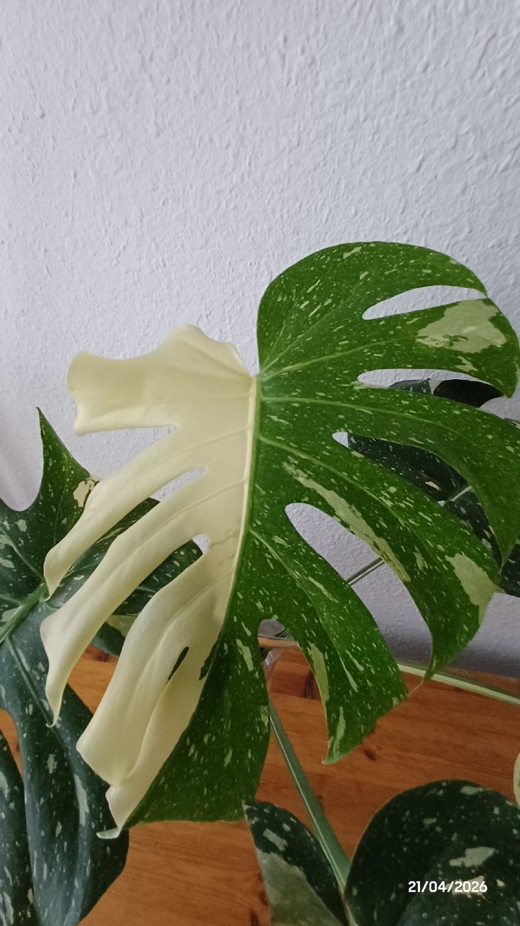 Piante & sementi: Monstera thai constellation – Usato da Bern venduto da uwi_8t7x 1