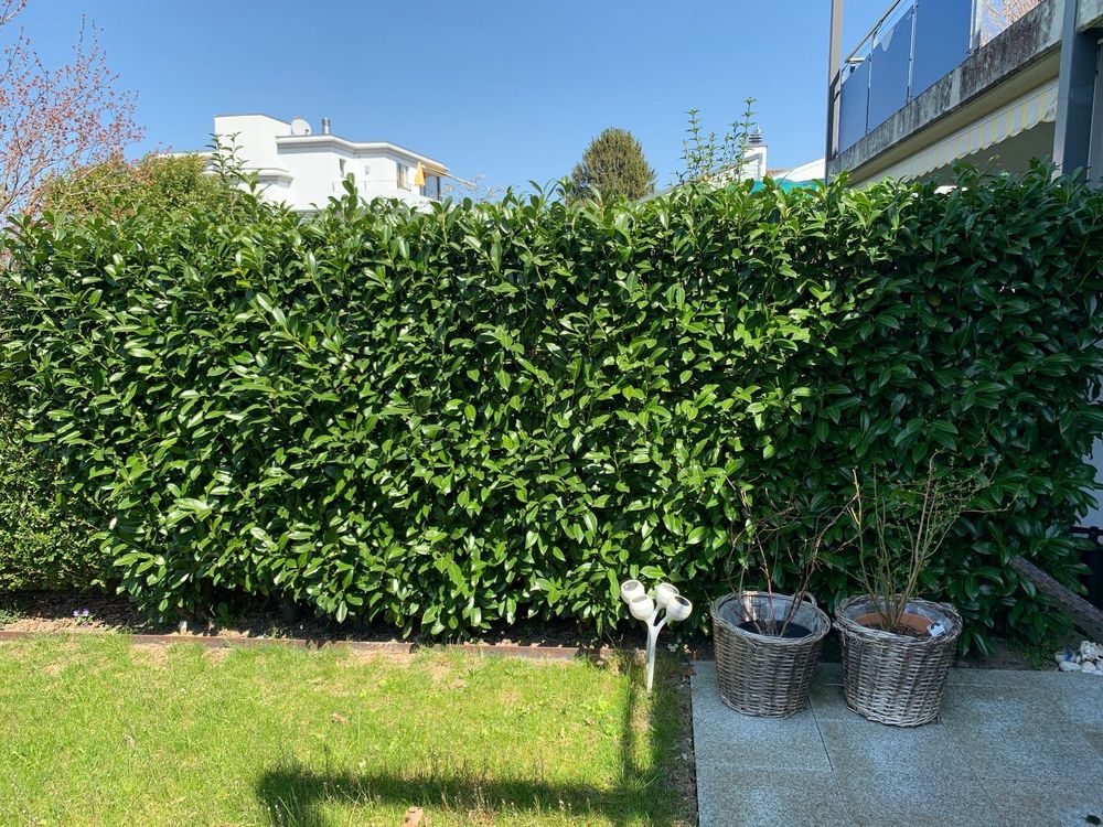 Kirschlorbeer Hecke Pflanzen Kaufen auf Ricardo