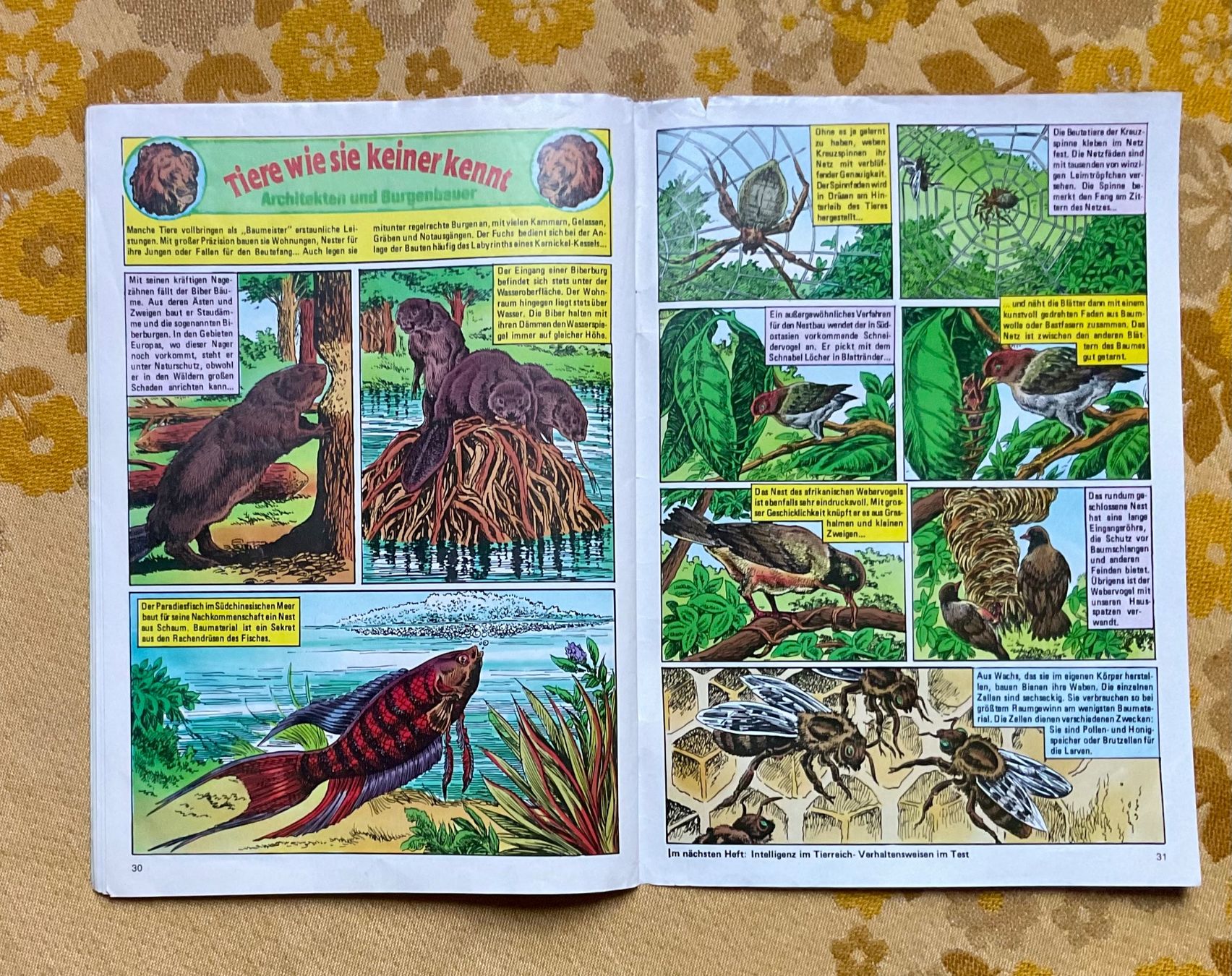 Fumetti: Bessy Heft Nr 800 von 1981 – Usato da Endingen venduto da nathan05 8