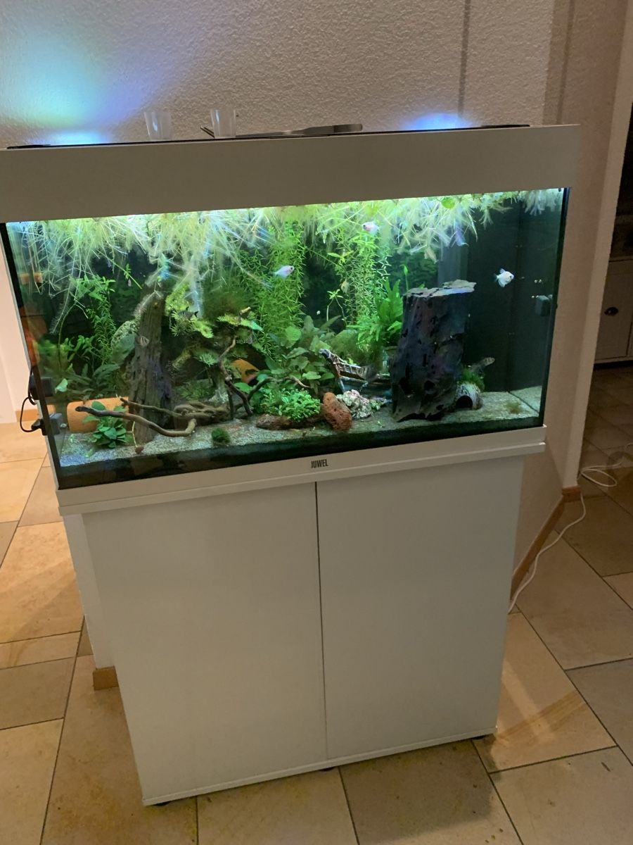 Juwel Aquarium: Juwel Rio 125 Liter Aquarium – D'occasion à Bilten par giudy 8