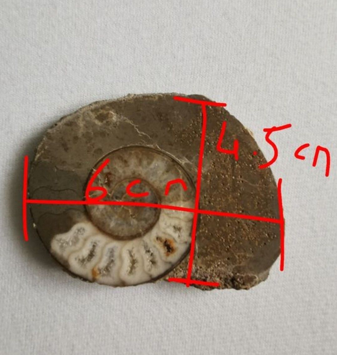 Fossiles: Sammlung Fossilien  – D'occasion à Basel par Treasurehunter 3