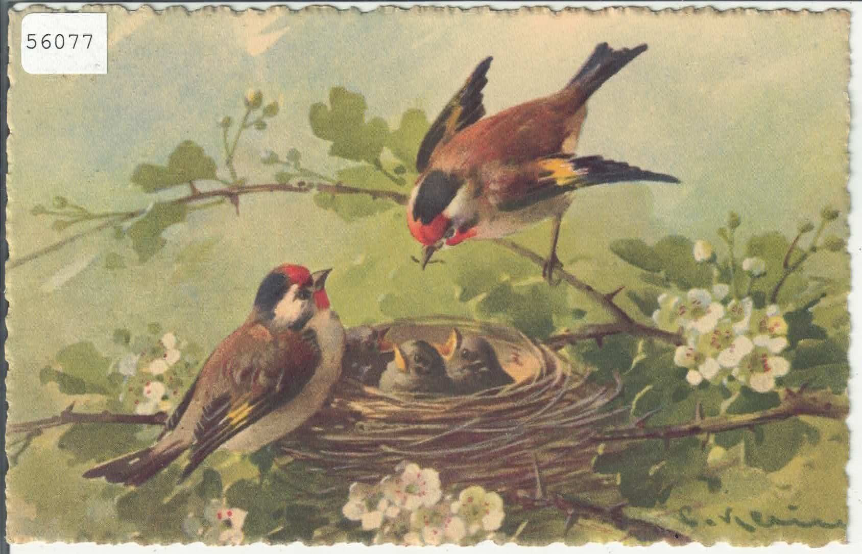 Cartoline postali: Catharina Klein - Vogelnest – Usato da Ettingen venduto da Kartenplanet