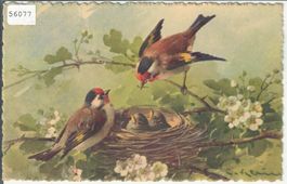 Catharina Klein - Vogelnest