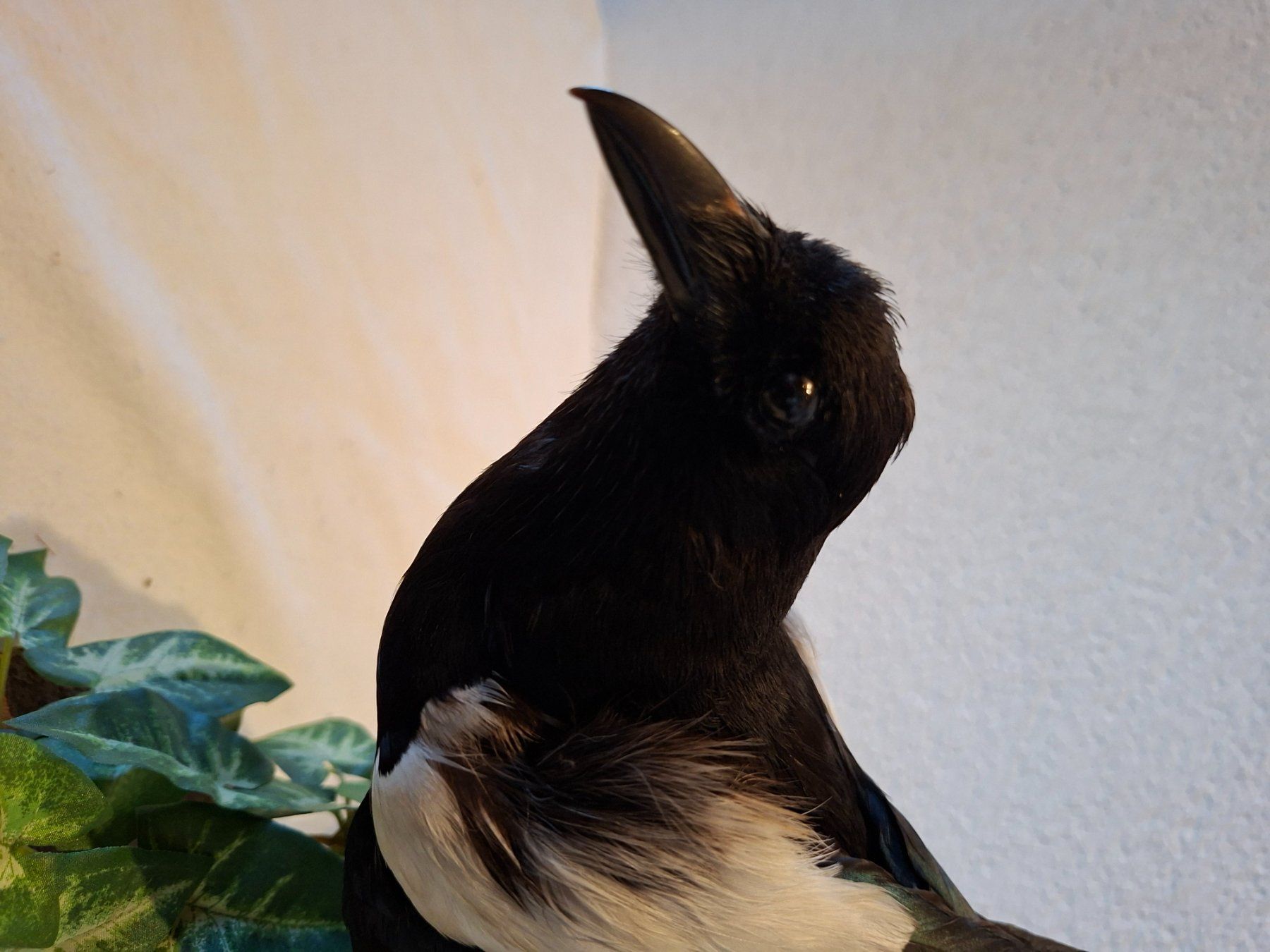 Il mondo degli animali: Elster 1 – Usato da Wünnewil venduto da Boschung1 2