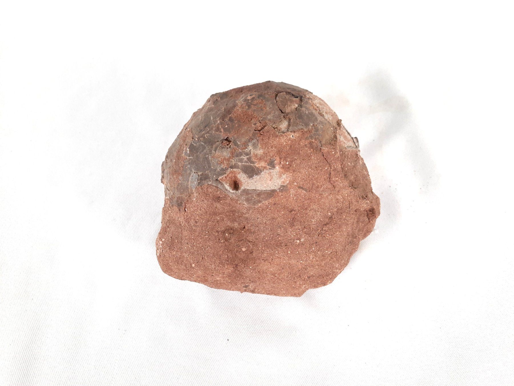 Fossili: Dinosaurier Ei versteinert – Usato da Beinwil am See venduto da Restwert_Beinwil 5