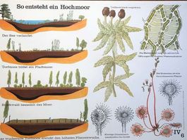 Schulwandbild Poster Nr.6: So entsteht ein Hochmoor