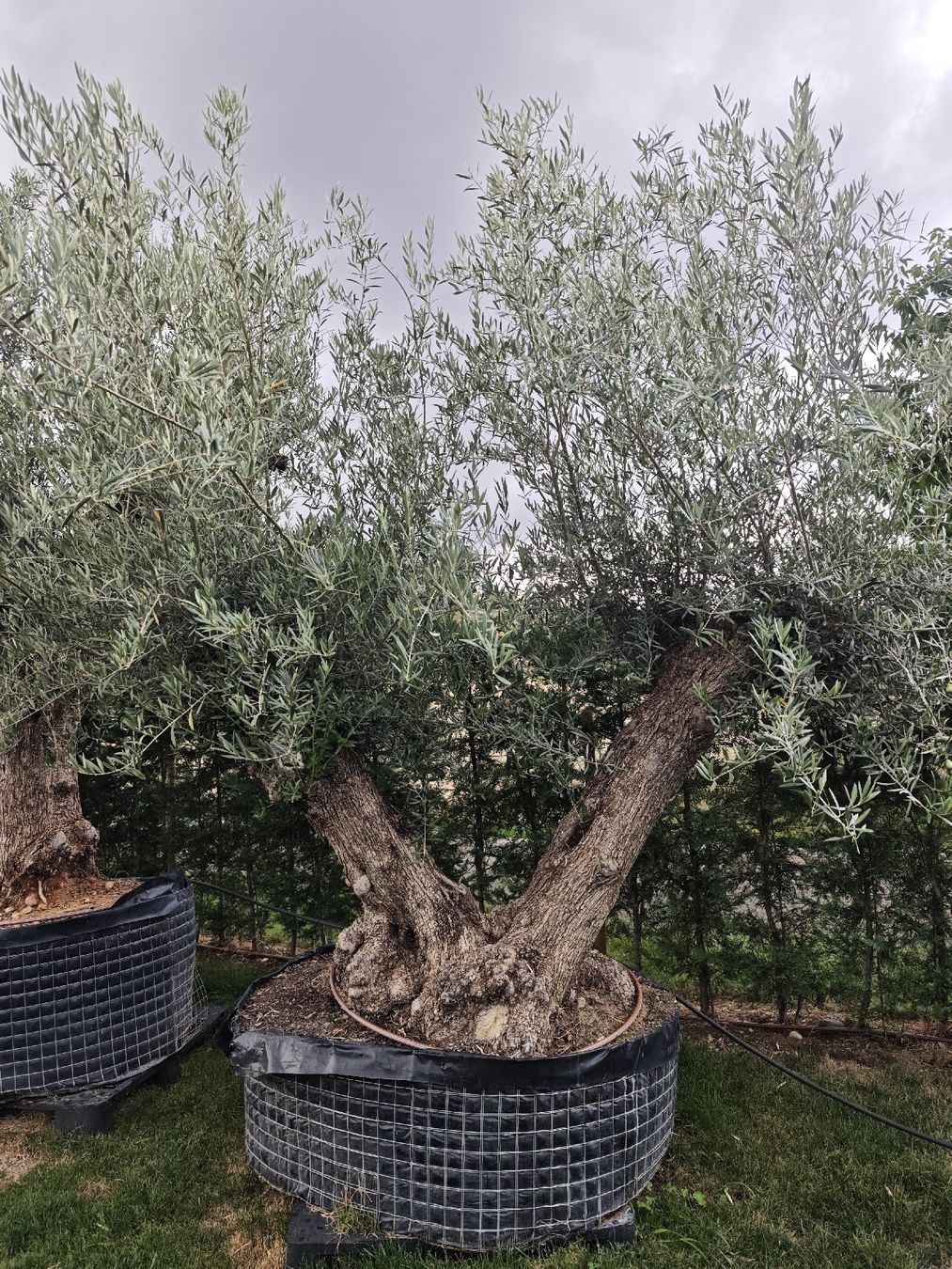 Piante & sementi: Olivenbaum zweistämmig NR2 – Nuovo e nell'imballaggio originale da Zeihen venduto da Meier_Zeihen 2