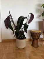 Calathea Makoyana indoor plant in beige ceramic pot