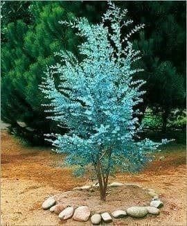 Piante & sementi: EUCALYPTUS GOUTTES D'ARGENT  20cm 2x – Nuovo (secondo la descrizione) da Bremblens venduto da FIBONACCI369