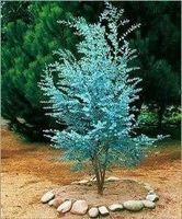 EUCALYPTUS GOUTTES D'ARGENT  20cm 2x