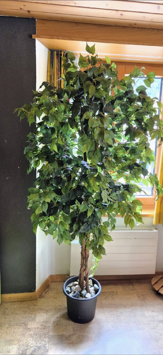 Piante & sementi: Kunstbaum – Nuovo (secondo la descrizione) da näfels venduto da vrenit 1