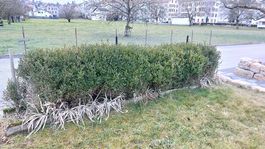 Buis taillé, idéal pour embellir votre jardin