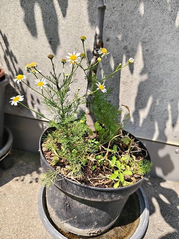Piante & sementi: Feigenbaum – Usato da Basel venduto da ual_dnt2 3