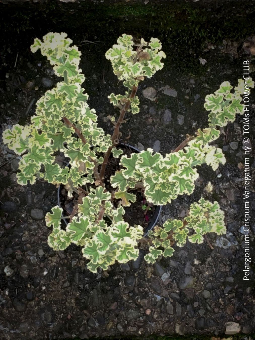 Piante & sementi: Pelargonium Crispum Variegatum - Duftgeranium – Nuovo e nell'imballaggio originale da Adliswil venduto da astom369 5