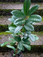Ficus Cyathistipula - afrikanischer Feigenbaum - 70-90cm