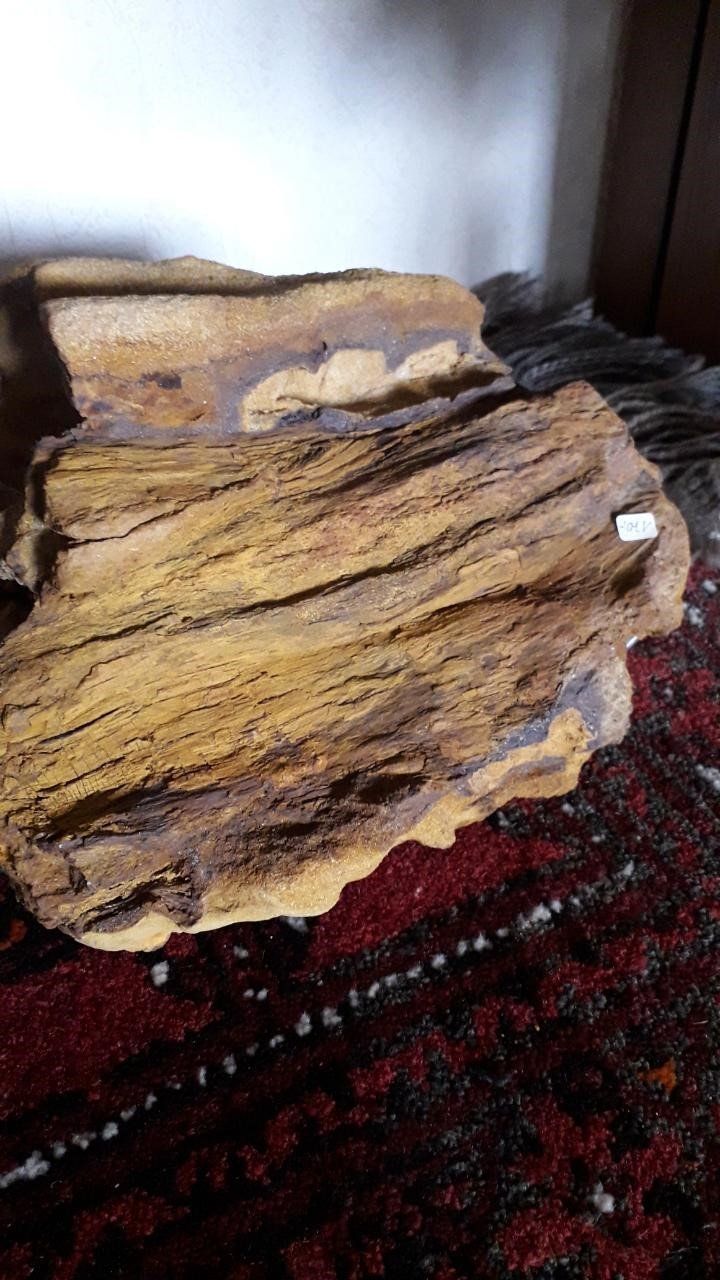 Fossili: Versteinertes Holz – Nuovo (secondo la descrizione) da Neuhausen venduto da terracebc 1