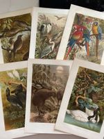 Vogelillustrationen aus alten Büchern