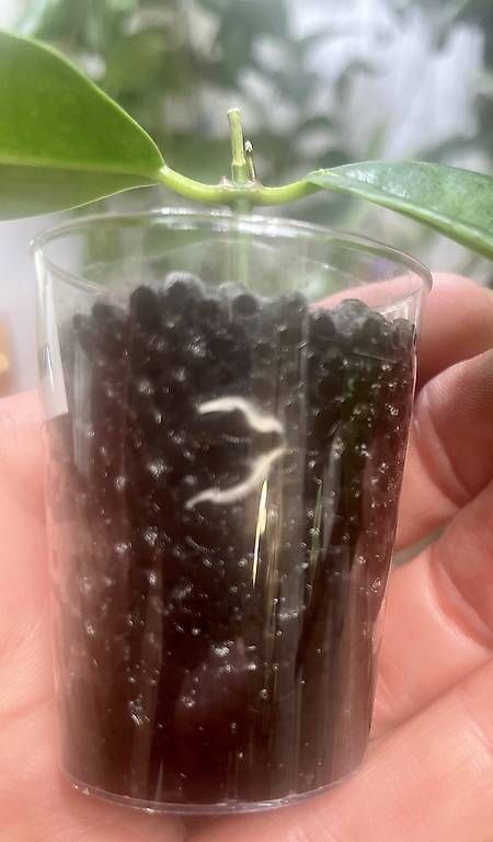 Plantes & graines: Hoya chlorantha  – D'occasion à Schönholzerswilen par Leavylounge 1