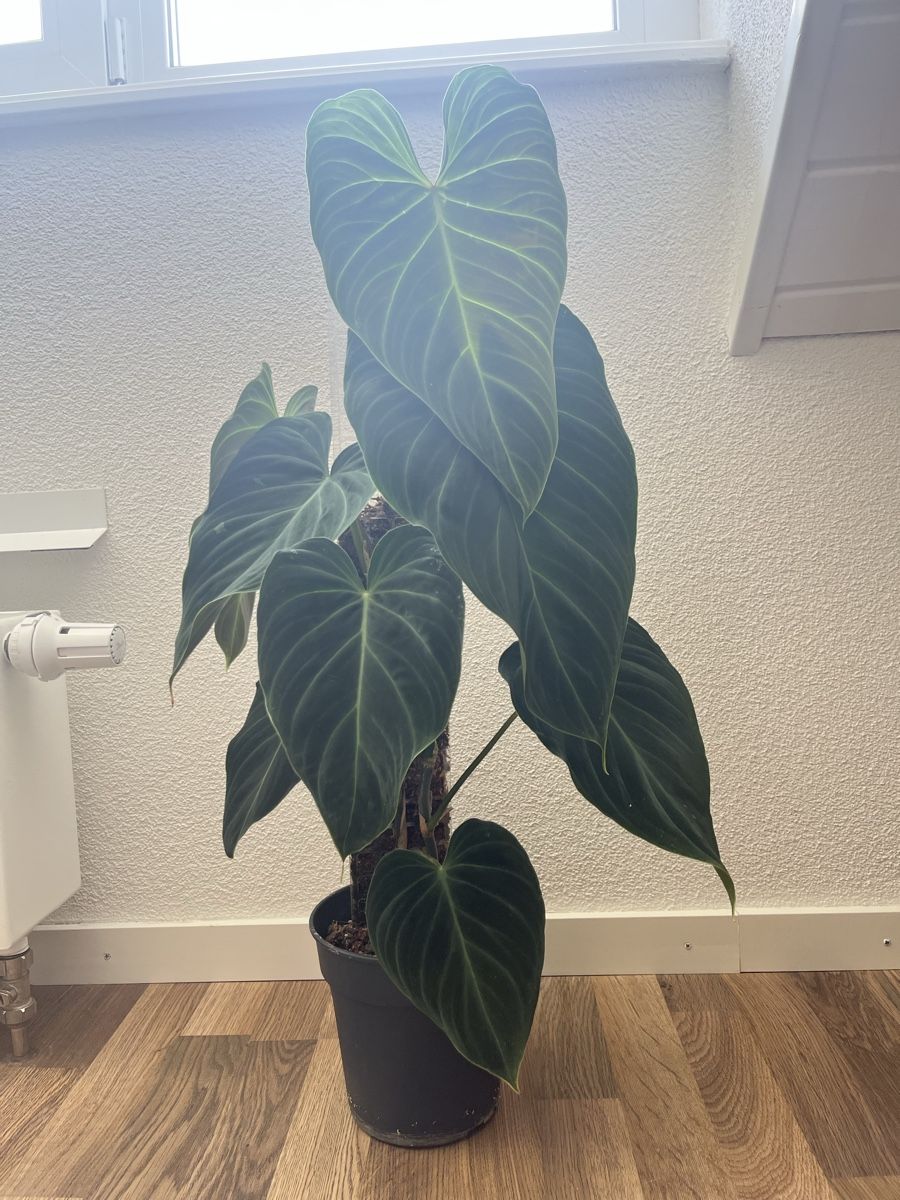 Piante & sementi: Philodendron Splendid – Usato da Zürich venduto da pie_rc6y