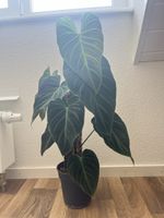 Philodendron Splendid