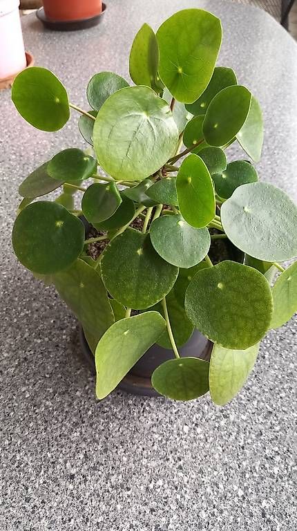 Piante & sementi: Pilea, die herrliche Zimmerpflanze – Nuovo (secondo la descrizione) da Escholzmatt venduto da Widar